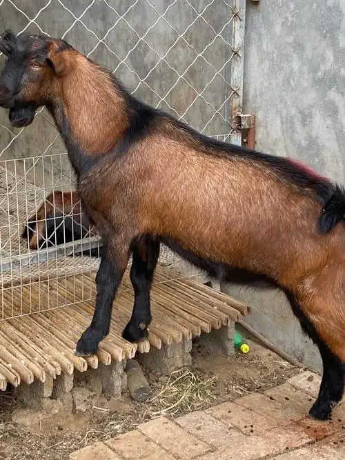 天津哪里的红鹿奶山羊多少钱一只