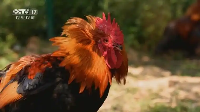 《共富经》 20231115 家乡有宝 桃源鸡带来快乐财