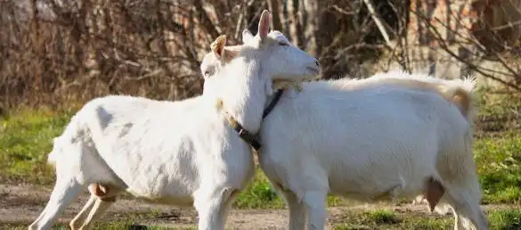 1只公羊要配25只母羊繁殖背后的真相很少有人能理解