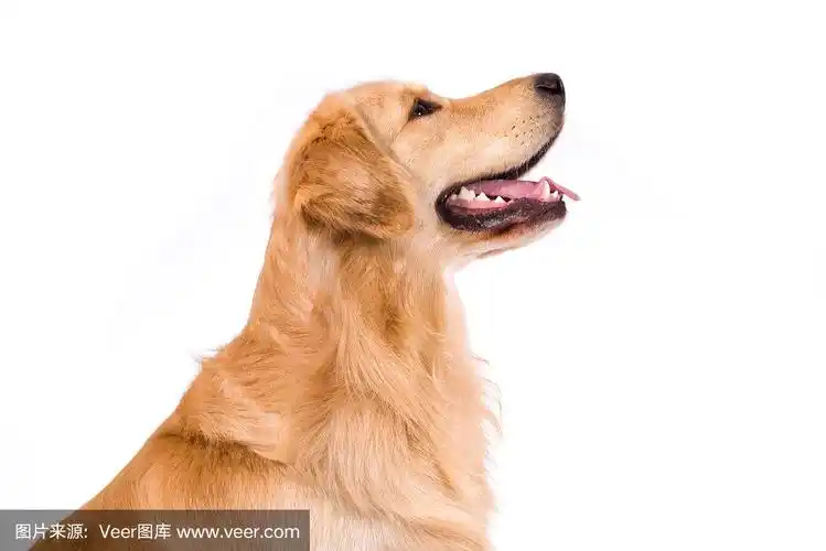 金毛寻回犬,侧面视角,分离着色,肖像,成年的