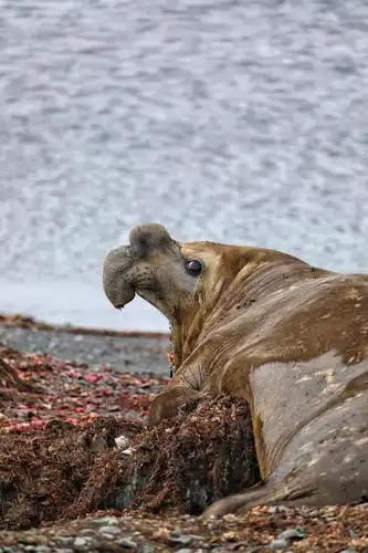 这是雄象海豹.