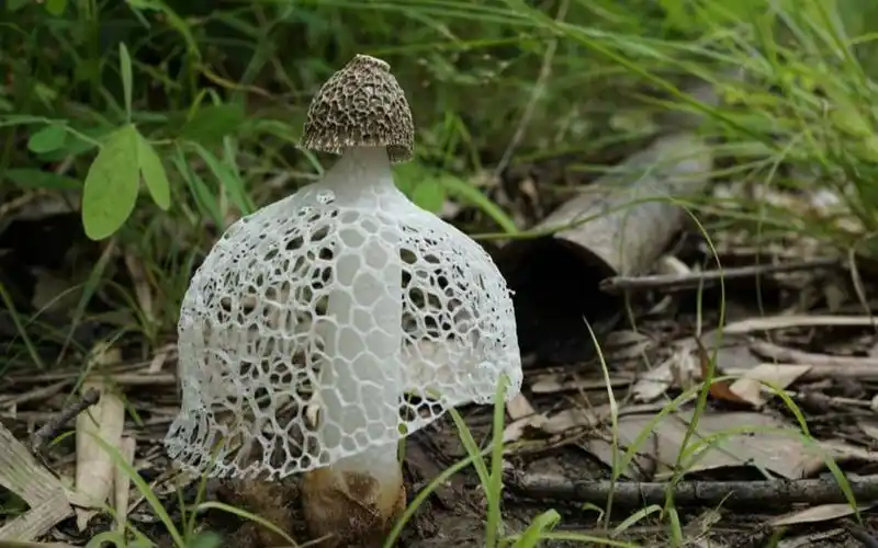 大自然的真相:鬼笔科菌传播孢子的秘密 @柚子木字幕组