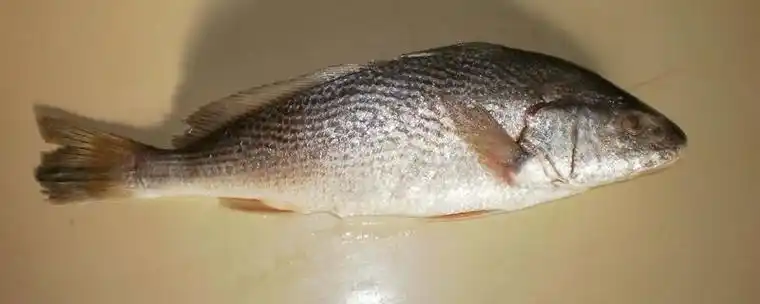 雪花鱼属于什么鱼有什么经济价值