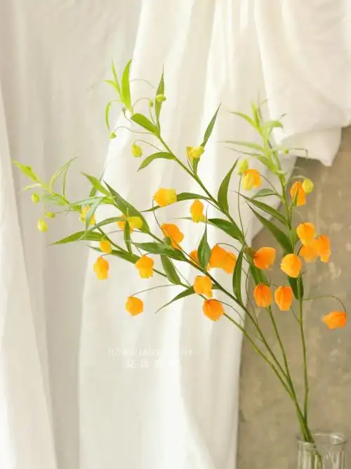 『中秋佳节瓶花品种推荐』品名:宫灯百合(素有"花中爱马仕"之称)花语