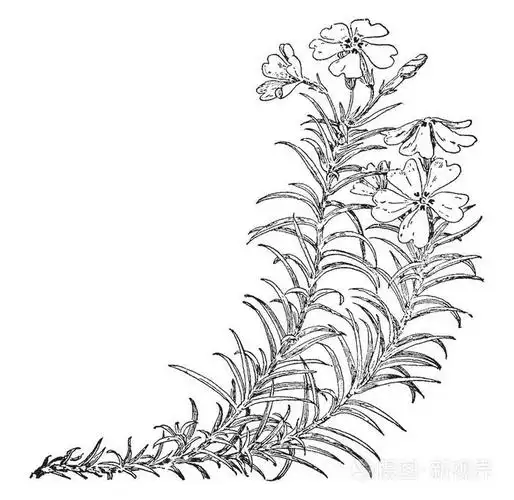 青苔粉红色的图像青苔粉红色被称为爬行夹竹桃复古线画或雕刻插图