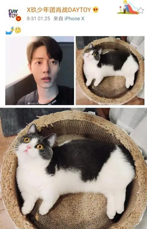 肖战绿洲更新##肖战晒坚果