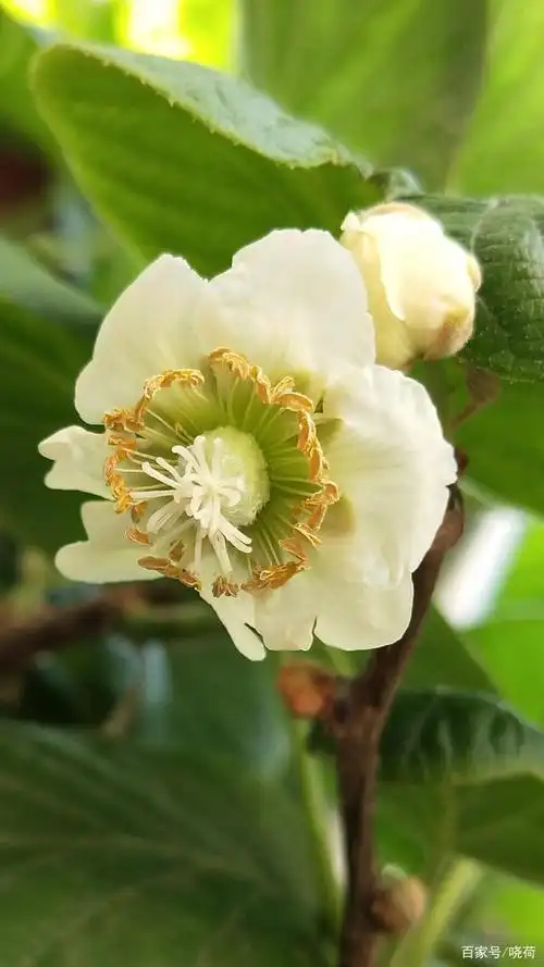 我家花园里的春天