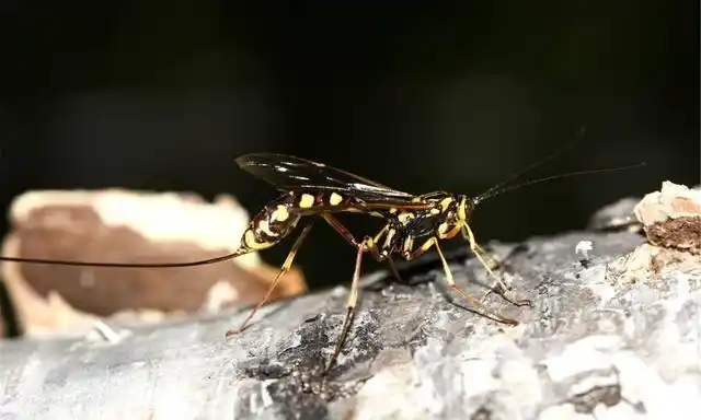 scp-772巨型寄生蜂|收容|寄生蜂|黄蜂_新浪新闻