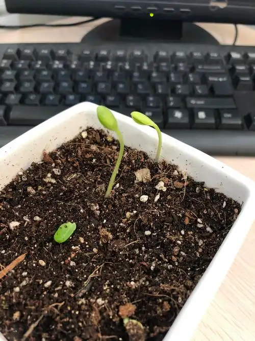 为啥西瓜种子发芽是这样的