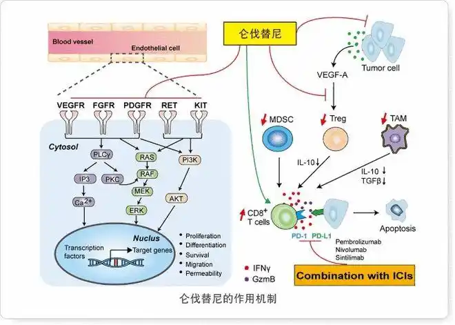 刚刚唯一挑战专利成功的仑伐替尼获批上市