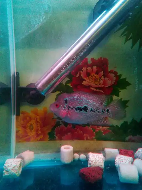 我刚买的罗汉鱼苗养了一个月.高手帮我鉴定一下.