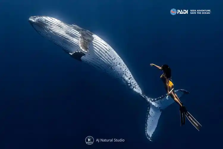 潜水员新年专属福利丨手机电脑壁纸来啦