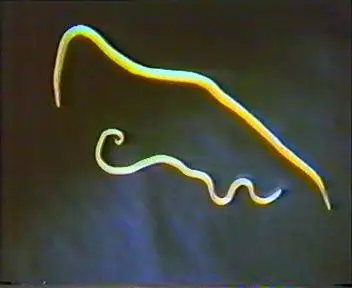 寄生虫图片-猪蛔虫