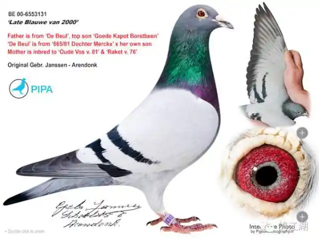 围观中国土豪拍走詹森最后的26羽种鸽