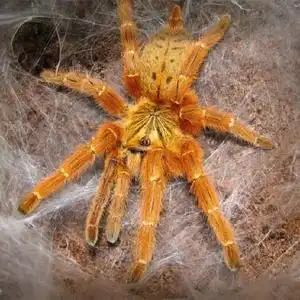 非洲橙巴布橙巴布c8宠物蜘蛛活体凶猛另有巴西巨人金直间所罗门