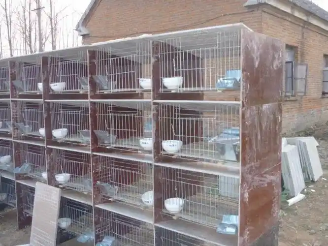 地砖兔笼瓷砖兔笼厂家直供