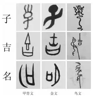 图 11          "子","吉","名" 3个字的甲骨文,金文和鸟文的对比