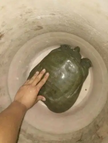 6.8斤的野生甲鱼 379       赞 3年前