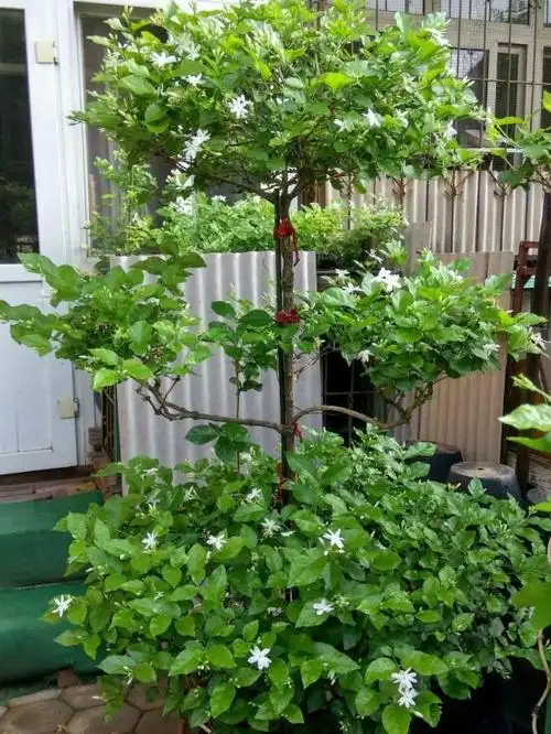 茉莉狠心剪几刀,呼呼窜成3层塔,开花满树香味足