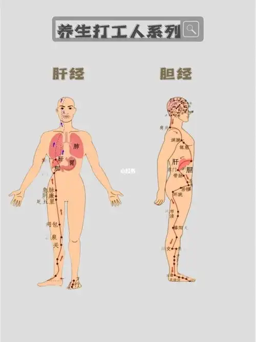 早敲胆经晚推肝经|无淤无堵|易瘦体