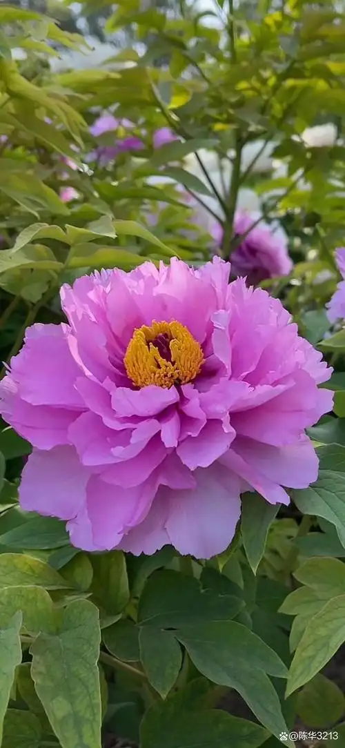 只有白牡丹可以食用,根有药用价值,花可做成各种花饼,花酱,花籽还可炸