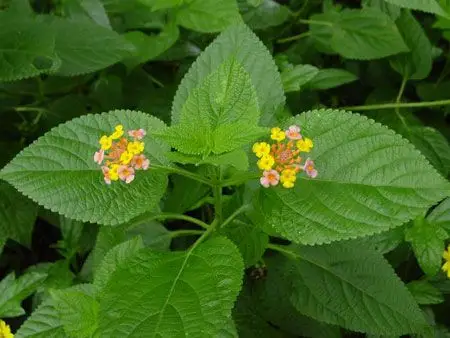 马缨丹花图片_马樱丹怎么养|养殖方法|栽培技术_马缨丹的功效与作用