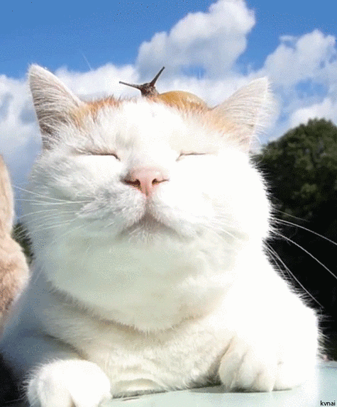 猫咪闭眼养神享受大自然趴着gif动图_动态图_表情包下载_soogif