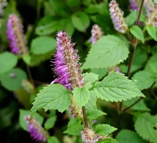 每日中药——香薷