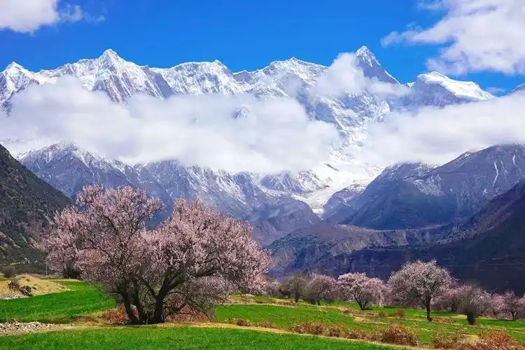 3月·林芝桃花摄影团