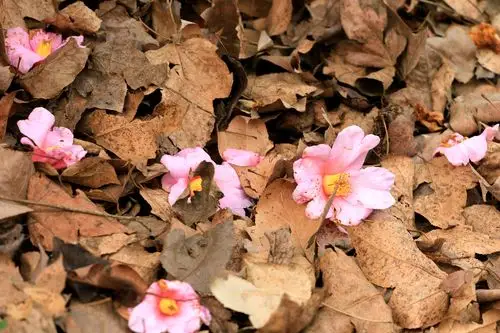 落叶和落花,慢慢化作春泥