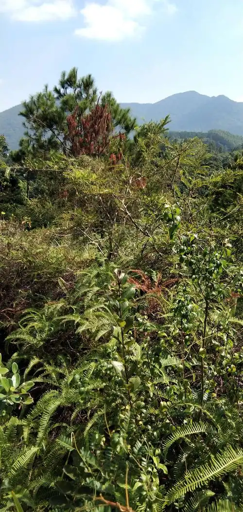 这棵油柑树,油柑子吃过喉咙甘甘的