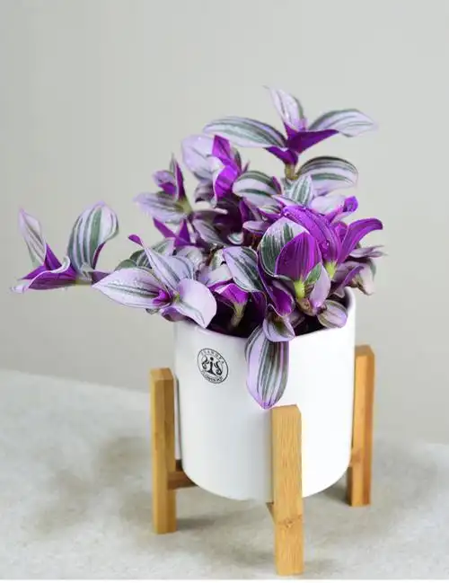 荷兰油画婚礼吊兰锦花卉进口植物室内垂吊盆栽好养易活四季小绿植