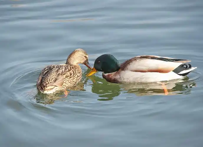 北海公园野鸭鸳鸯成双成对嬉水秀恩爱