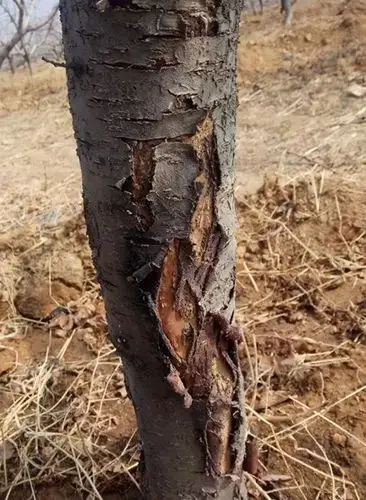 桃树是得了干腐病还是腐烂病大家帮忙一起看看