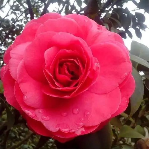 大朱砂(温州大朱砂)_金华米可苗木有限公司-米可茶花,小苗,金华茶花