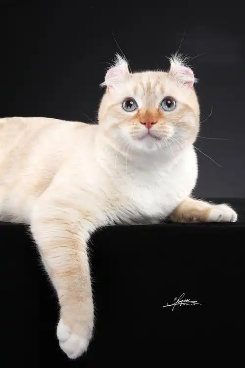 美国卷耳猫amyworks,拍摄于大连