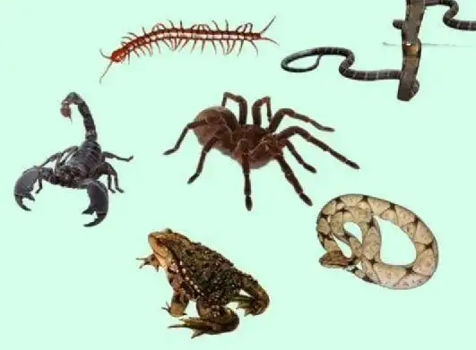 村里常见的壁虎,为何被古人称为"五毒"之一,它有啥可怕之处?