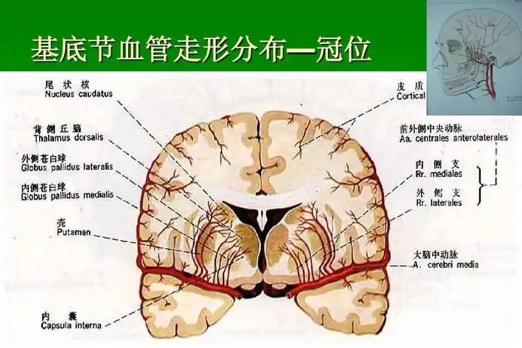 神经外科基础培训 基底节血管走形分布—冠位