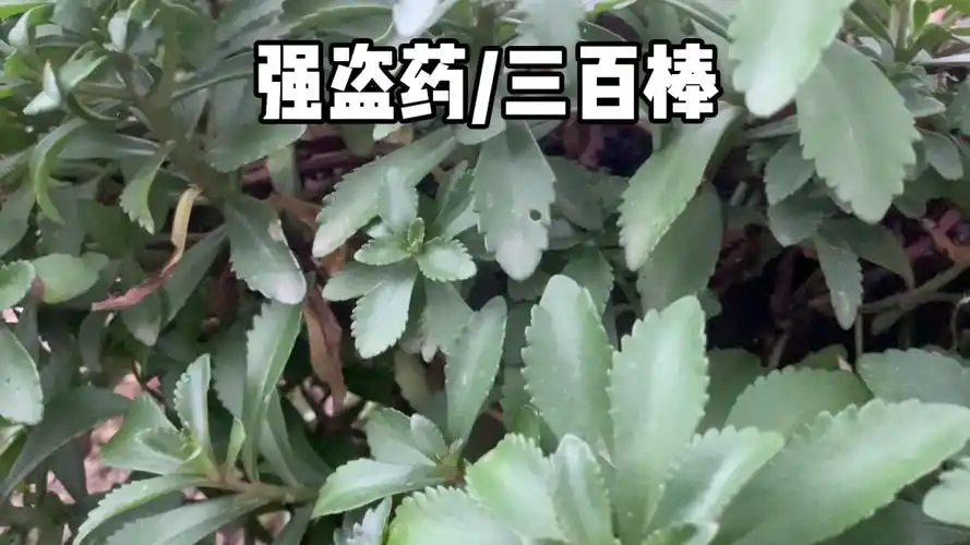 强盗药——三百棒,学名:费菜,别名:四季还阳!