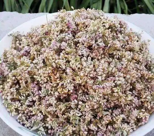 高台新坝特色山花烂漫羊胡花