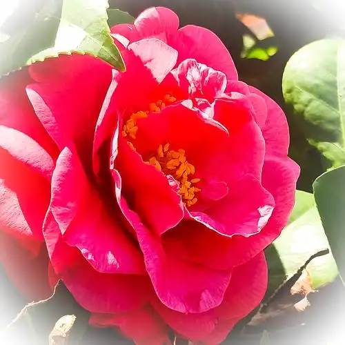 红山茶花,花语丽质