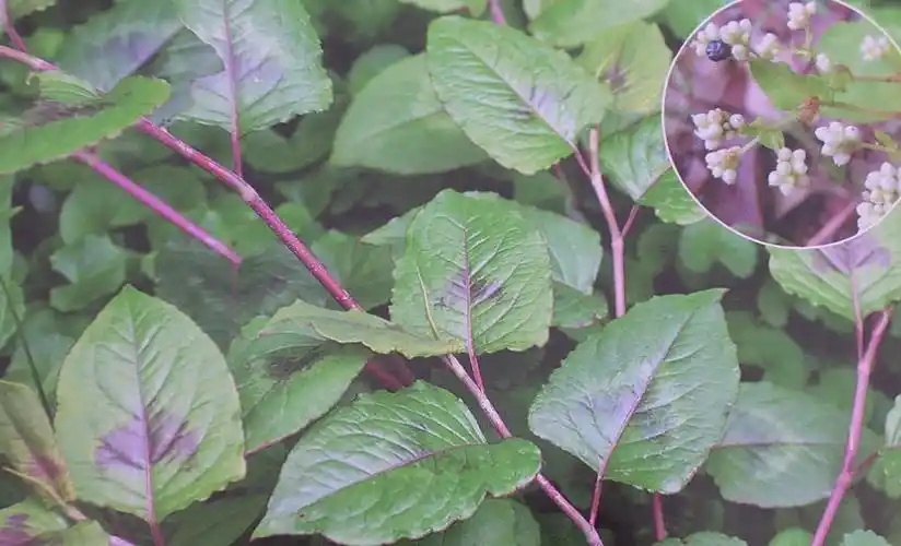 纯正野生中草药火炭母火炭星白饭草深山自采切段晒干新货