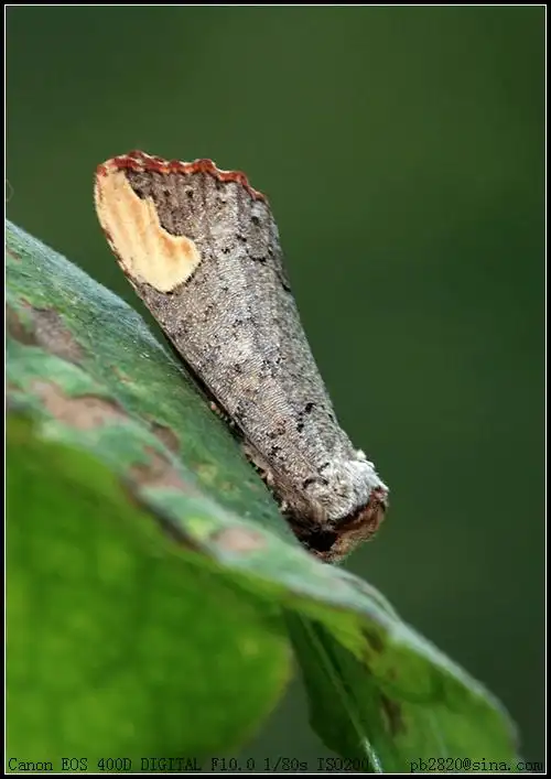 p>黄掌舟蛾, i>phalera assimilis  /i>(bremer et grey),属昆虫纲