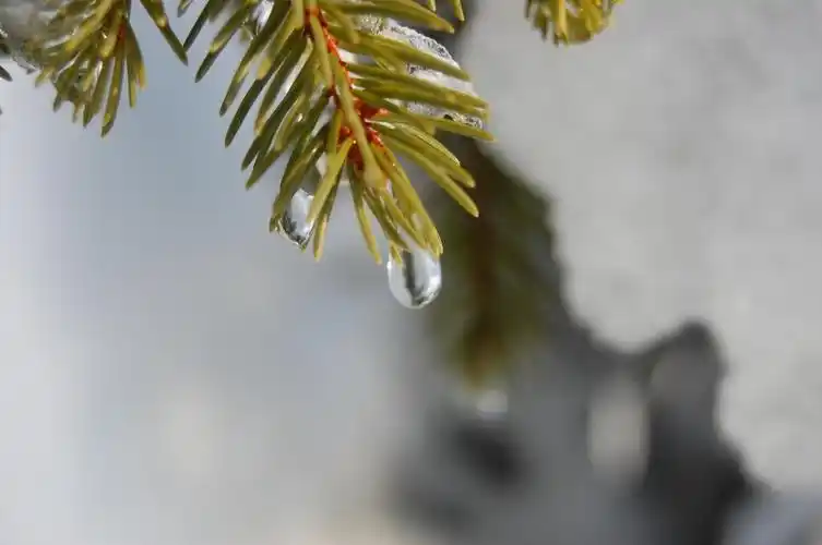 春天的雪融化在圣诞树上