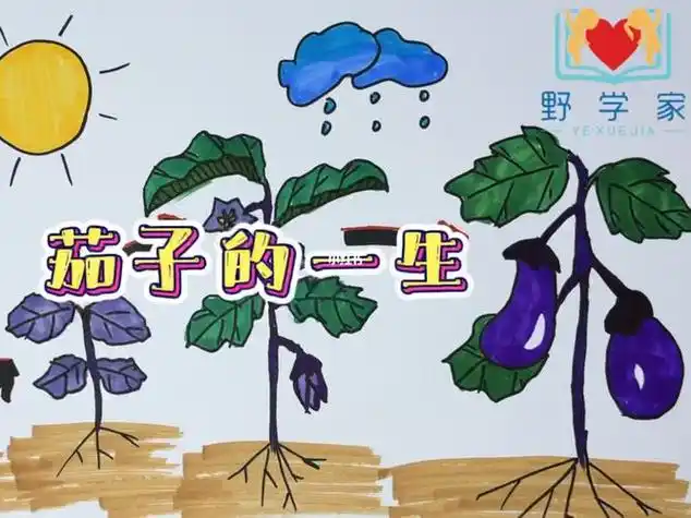 茄子发芽生长过程简笔画