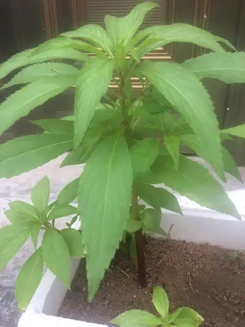 凤仙花的成长过程(副本)(副本)