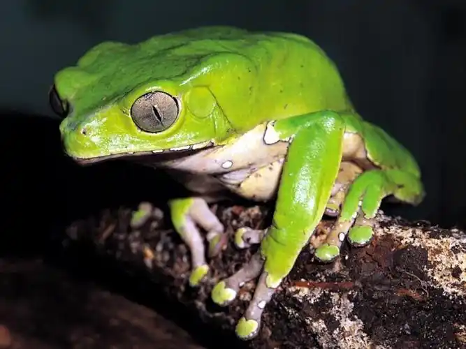 鲜艳的蛙类特写