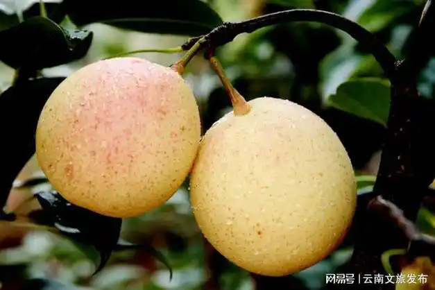 乐享云南 | 好礼·泸西高原梨