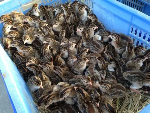 广东冯氏珍珠鸡苗,几内亚鸟养殖技术批发