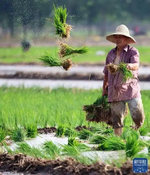 夏至前的田野|农民|新华社|无人机_新浪新闻